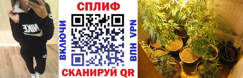 Канабис Bruce Banner  Заполярный 